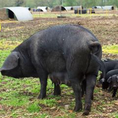 Black-pig-240.jpg