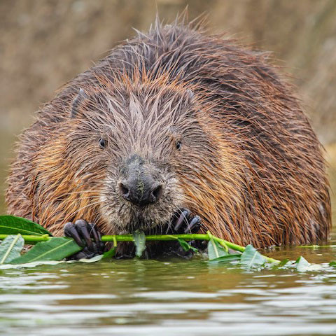 Beaver spotting at Coombeshead Rewilding
