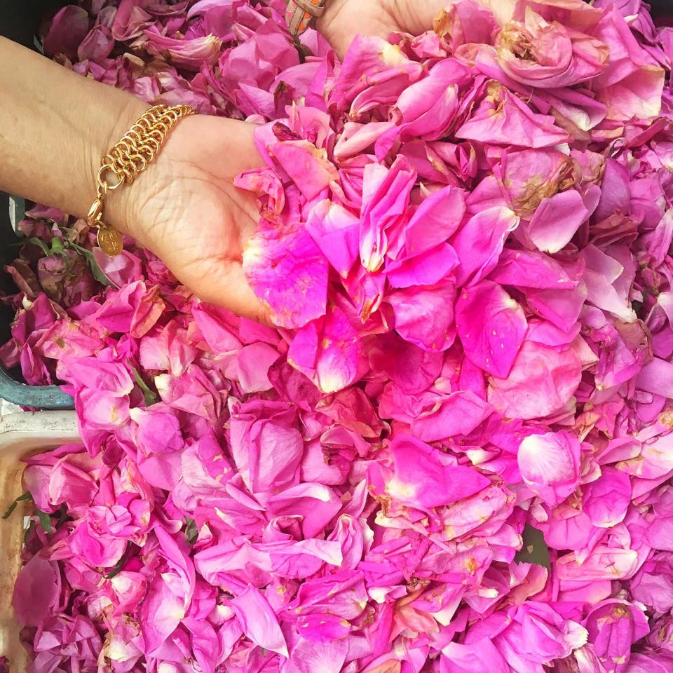 Rose petals. Image: Felicity Spector